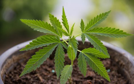 Cannabinoids Have Potential to Treat Skin Conditions Like Psoriasis, Review Shows