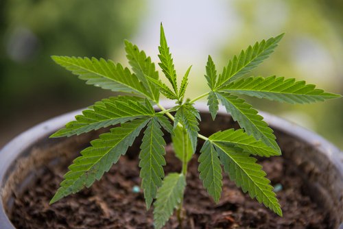 Cannabinoids Have Potential to Treat Skin Conditions Like Psoriasis, Review Shows